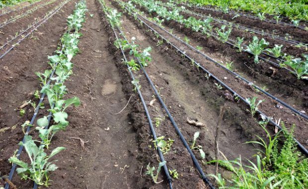 riego-por-goteo
